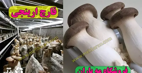 عکس قارچ شاه صدف