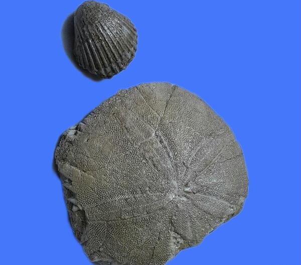 عکس فسیل صدف نقاشی