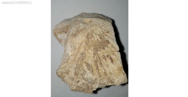 عکس سنگ فسیل صدف