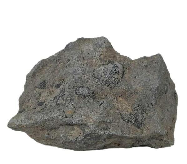 عکس سنگ فسیل صدف