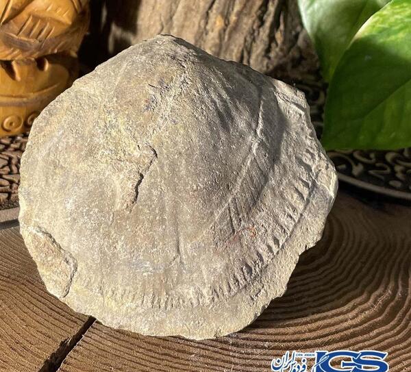 عکس سنگ فسیل صدف