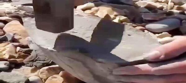 عکس سنگ فسیل صدف