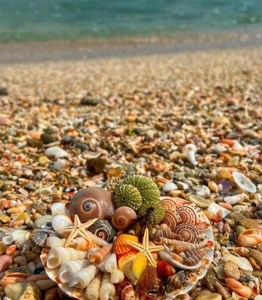 صدفهای دریایی عکس صدف