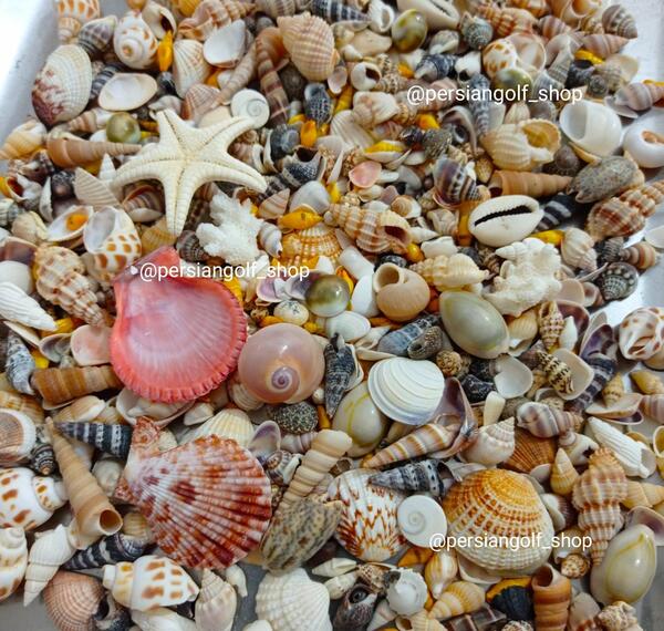 صدفهای دریایی عکس صدف