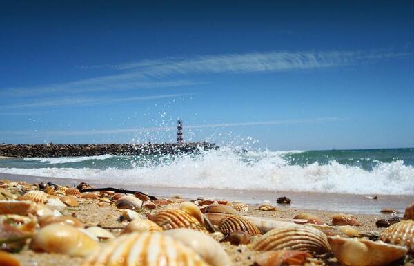 عکس صدف در کنار ساحل