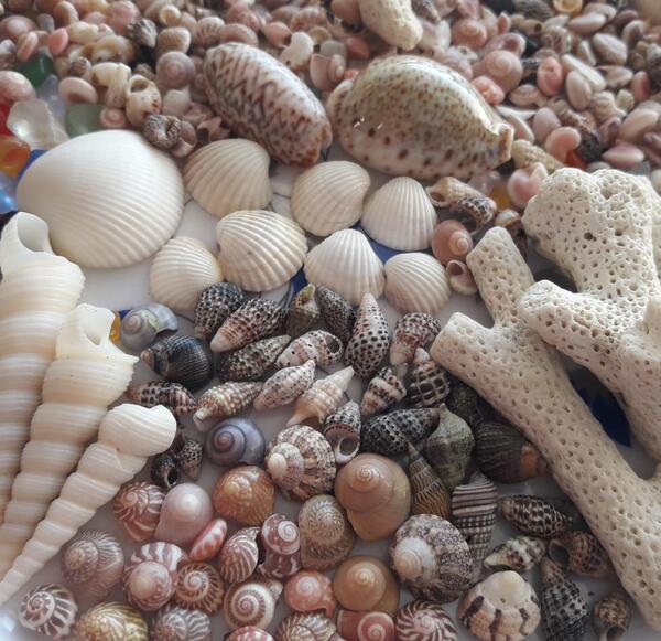 عکس صدف خیلی زیبا