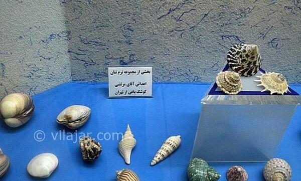 عکس صدف خیلی زیبا