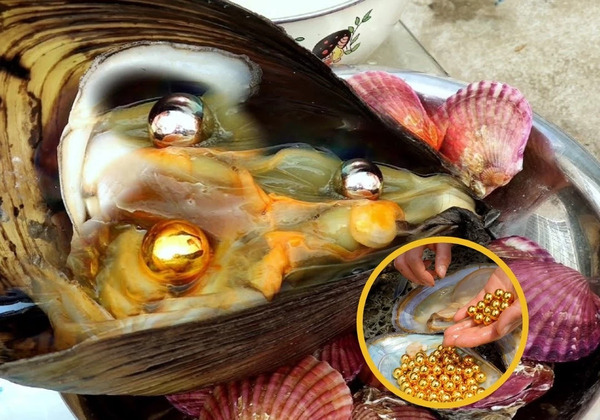 عکس صدف خیلی زیبا