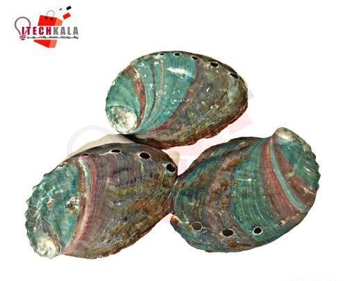 عکس صدف رنگین کمانی