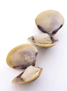 عکس صدف های خوراکی