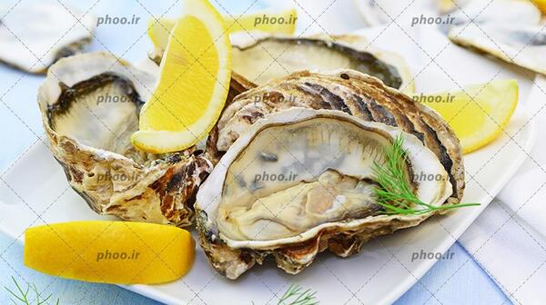 عکس صدف های خوراکی