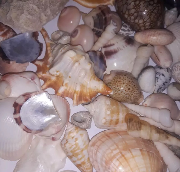 پری عکس صدف دریایی واقعی