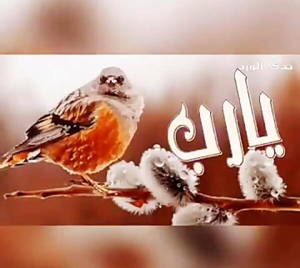 عکس صباح الخیر متحرک