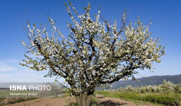 عکس شکوفه های هلو