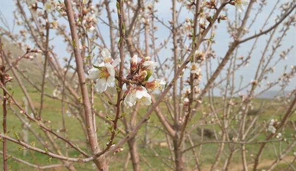 عکس شکوفه های هلو