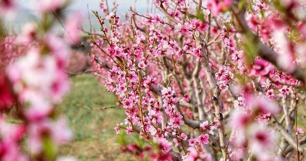 عکس شکوفه های هلو
