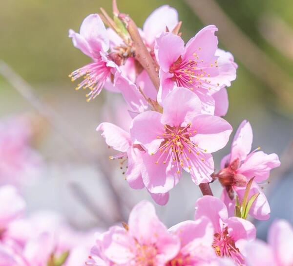 عکس شکوفه های هلو