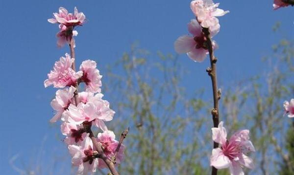 عکس شکوفه های هلو