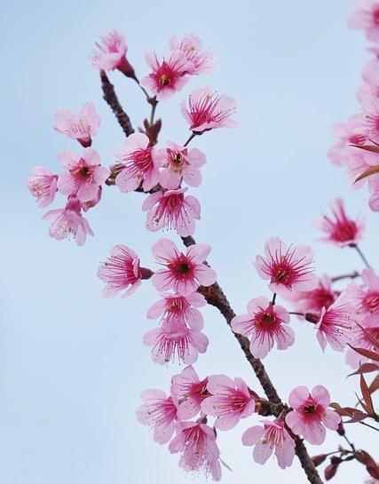عکس شکوفه های هلو