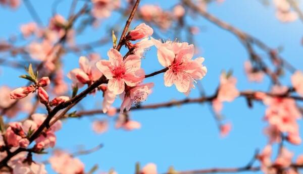 عکس شکوفه های هلو