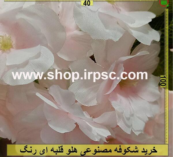 عکس شکوفه های هلو