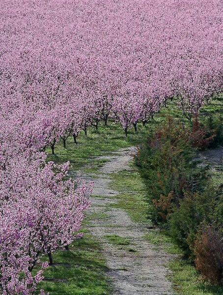 عکس شکوفه های هلو