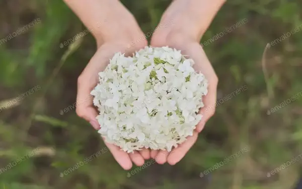 عکس شکوفه با دست
