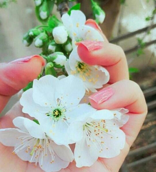 عکس دست و شکوفه