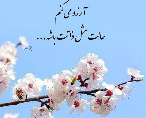 عکس دست و شکوفه