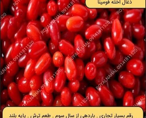 عکس شکوفه درخت زغال اخته