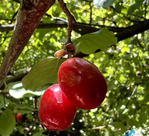 عکس شکوفه درخت زغال اخته