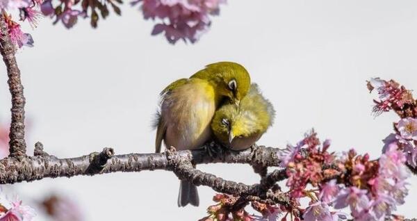 عکس پرنده و درخت شکوفه