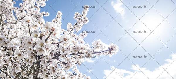 عکس شکوفه برف