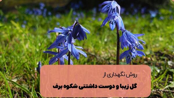 عکس شکوفه برف