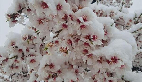 عکس شکوفه برف