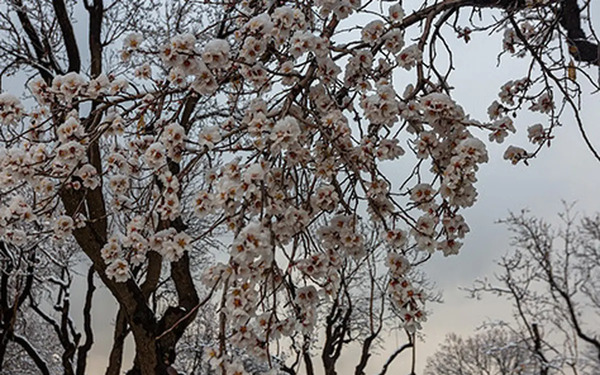 عکس شکوفه در برف
