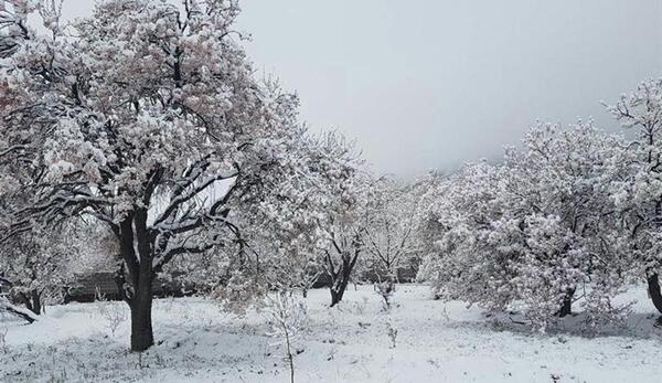 عکس شکوفه در برف
