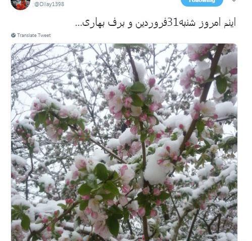 عکس شکوفه در برف