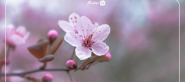 عکس گل و شکوفه بهاری