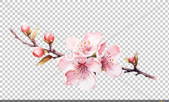 عکس شکوفه برای نقاشی