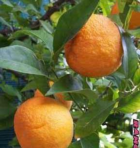 عکس شکوفه درخت نارنج