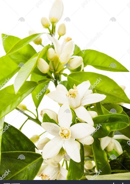 عکس شکوفه درخت نارنج