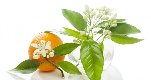 عکس شکوفه درخت نارنج
