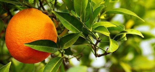 عکس شکوفه درخت نارنج