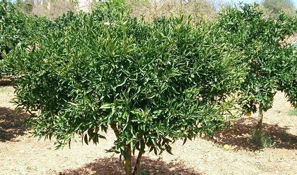 عکس شکوفه درخت نارنج