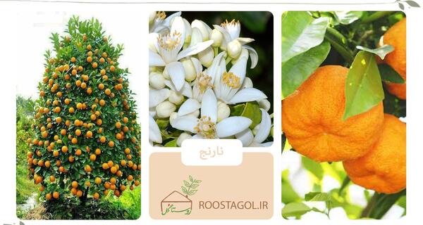 عکس شکوفه درخت نارنج
