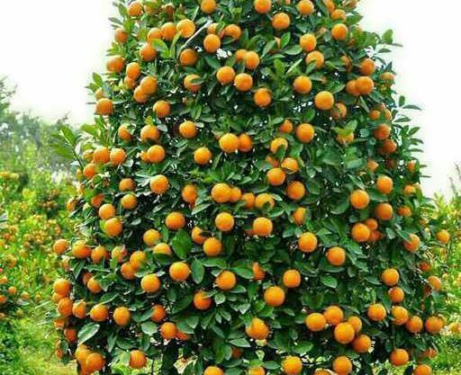 عکس شکوفه های درخت نارنج