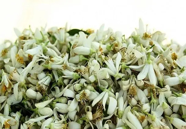 عکس شکوفه های درخت نارنج