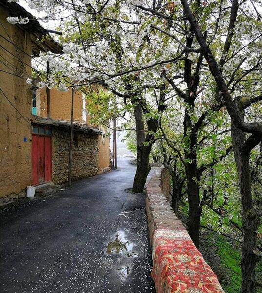 عکس شکوفه گیلاس در ایران