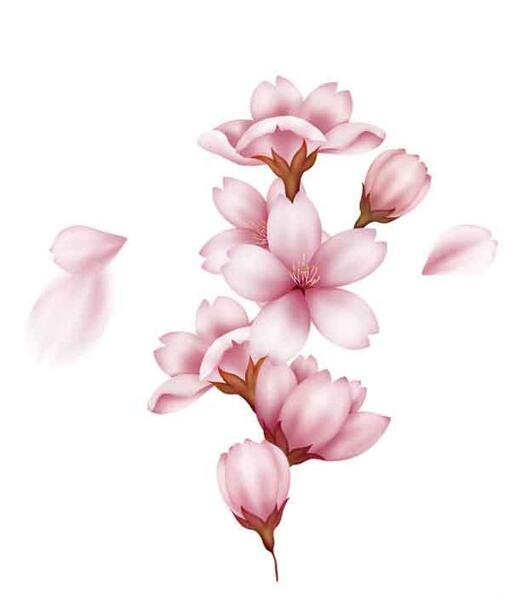 عکس شکوفه گیلاس در ایران